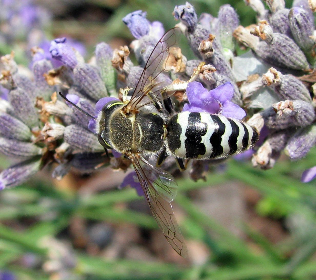 Bembix sp.